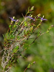 Wahlenbergia subulata
