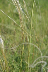 Stipa lessingiana