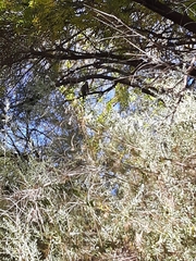 Buteo plagiatus