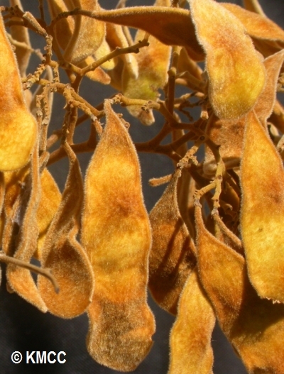 Dalbergia trichocarpa