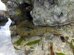 Gymnothorax richardsonii