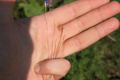 Stipa lessingiana