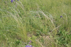 Stipa lessingiana