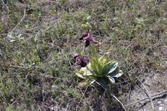 Ophrys ferrum-equinum