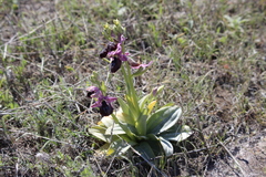 Ophrys ferrum-equinum