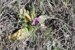 Ophrys ferrum-equinum