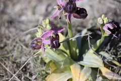 Ophrys ferrum-equinum