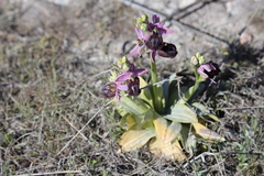Ophrys ferrum-equinum