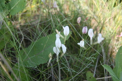 Astragalus ucrainicus