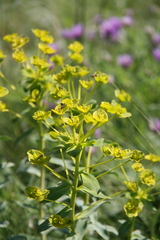 Euphorbia stepposa