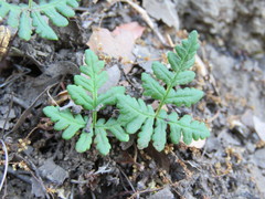 Pentagramma triangularis triangularis
