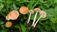 Marasmius collinus