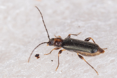 Phymatodes lividus