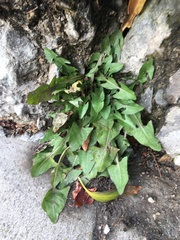 Taraxacum officinale