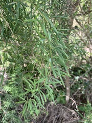 Asparagus natalensis