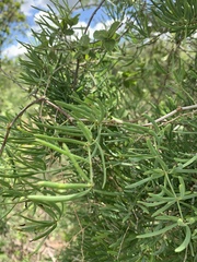 Asparagus natalensis