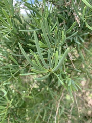 Asparagus natalensis