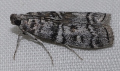Dioryctria mendacella