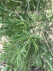 Asparagus natalensis