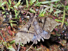 Ischyja manlioides