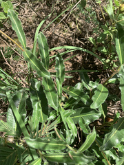 Raphionacme procumbens
