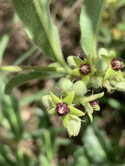 Raphionacme procumbens