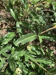 Raphionacme procumbens
