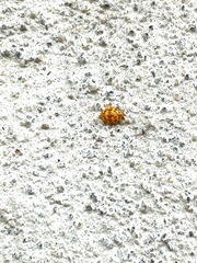 Psyllobora lutescens