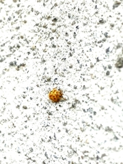 Psyllobora lutescens