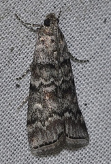 Dioryctria simplicella