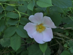 Rosa squarrosa