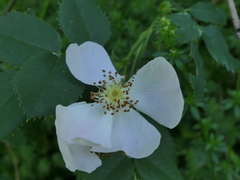 Rosa squarrosa