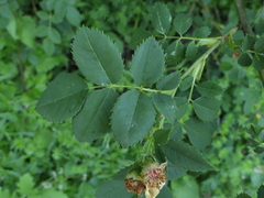 Rosa squarrosa