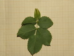 Rosa squarrosa