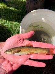 Pantosteus platyrhynchus