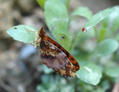 Boloria epithore