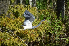 Egretta tricolor image