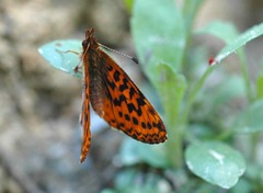 Boloria epithore