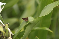 Lepidoptera
