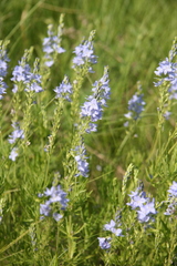 Veronica austriaca jacquinii