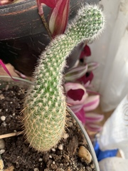 Cleistocactus