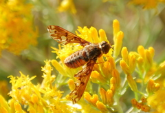 Poecilanthrax arethusa