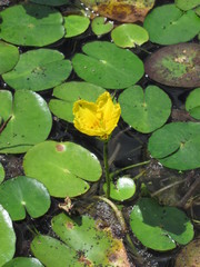 Nymphoides peltata