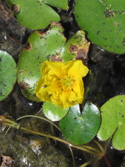 Nymphoides peltata