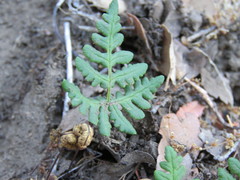 Pentagramma triangularis triangularis