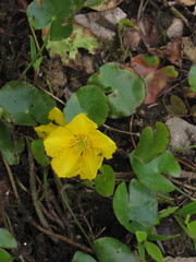 Nymphoides peltata