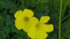 Oxalis pes-caprae