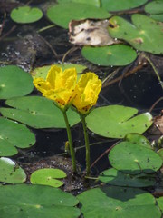 Nymphoides peltata