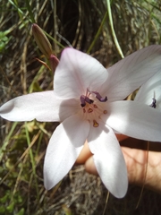 Tritonia flabellifolia