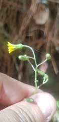 Hieracium abscissum